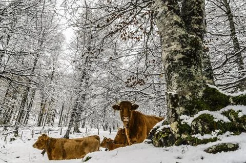 Cows inside the snowy forest. Stock Photos
