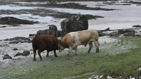 Cows interact by the shoreline at low tide on a cloudy day Stock Footage 325995514