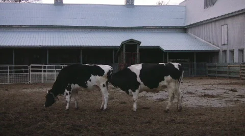 Cows invading each others space Stock Footage 420084
