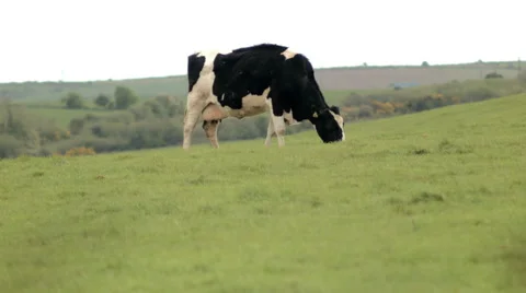 Cows, ireland Stock Footage 49674510
