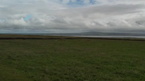 COWS IN IRELAND Video stock 243023265