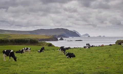 Cows at the Irish coast Stock Photos
