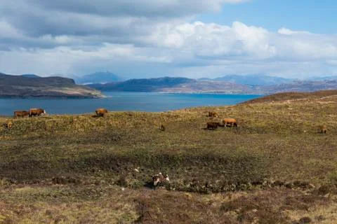 Cows on Isle of Skye Stock Photos