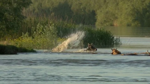 Cows jumping into water 스톡 동영상 75869894