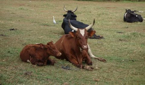 Cows in Kampala Stock Photos