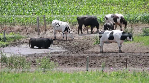 Cows Keeping Cool on a Hot Summer Day Stock Footage 25238495