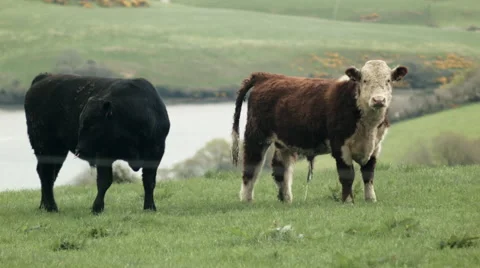 Cows in Kinsale Stock Footage 49548088
