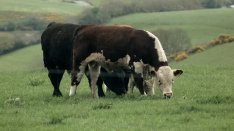 Cows in Kinsale Stock Footage 49548970