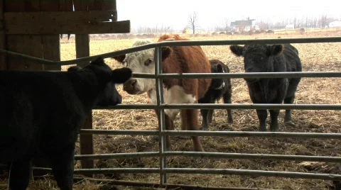 Cows Kiss Stock Footage 367385