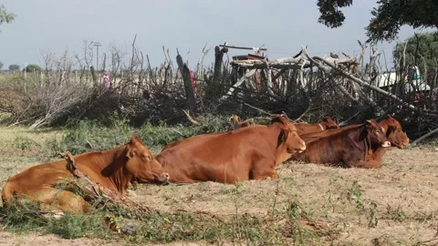 Cows at the kraal Stock Footage 137919225