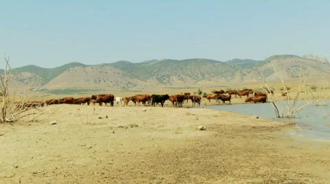Cows in a Lake 動画素材 581781