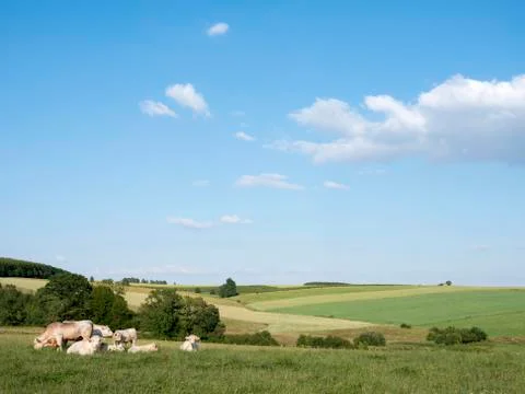 Cows in landscape between La Roche and Houffalize in the belgian Ardennes Stock Photos