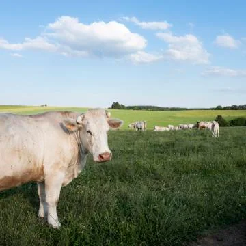 Cows in landscape between La Roche and Houffalize in the belgian Ardennes Stock Photos