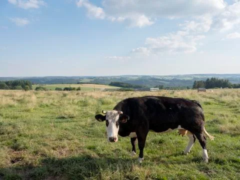 Cows in landscape between La Roche and Houffalize in the belgian Ardennes Foto stock