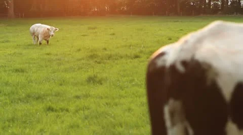 Cows on landscape Stock Footage 8960977