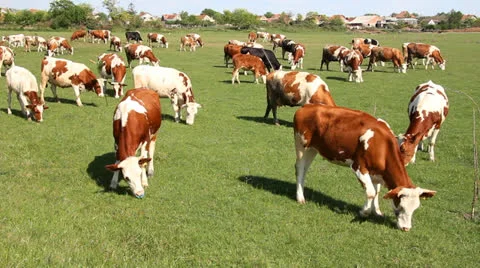Cows Landscape Video stock 26407932