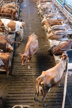 Cows in a large barn showcasing tranquility and farm life with milking stat.. Stock Photos