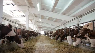 Cows in a large barn with a white ceiling eat silage Stock Footage 85933745