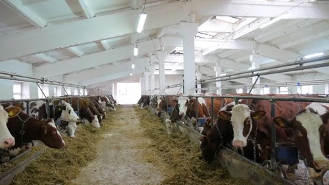 Cows in a large barn with a white ceiling eat silage Video stock 128767105