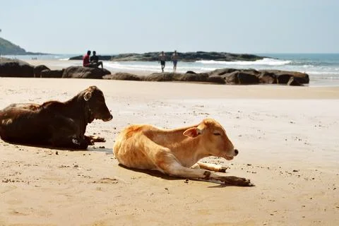 Cows laying on the beach Stock Photos