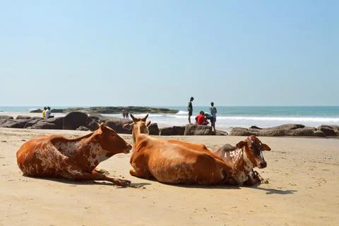 Cows laying on the beach Stock Photos
