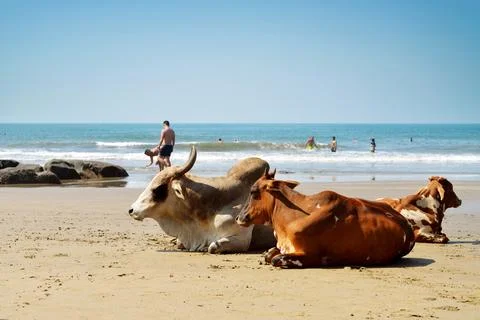 Cows laying on the beach Foto stock