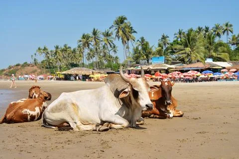 Cows laying on the beach Stock Photos