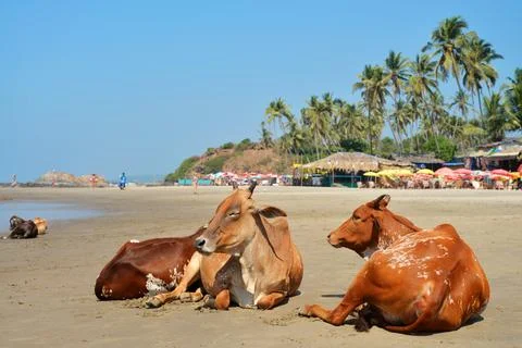 Cows laying on the beach Stock Photos