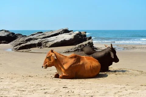 Cows laying on the beach Fotos de archivo