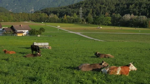Cows laying down chewing cud in pastoral Austrian mountain valley meadow sundown Video stock 50347555
