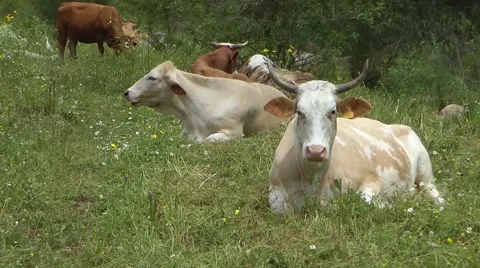 Cows laying in the Meadow Vidéo 53880373