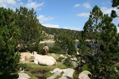 Cows laying in the wild Stock Photos