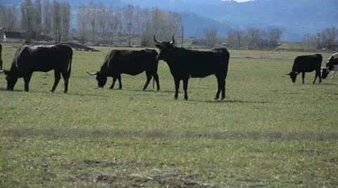 Cows leave Stock Footage 10916246