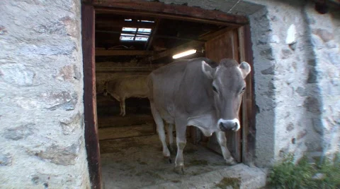 Cows Leaving Shed 2 Stock-Footage 515928