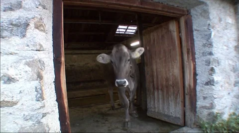 Cows Leaving Shed 3 Stock-Footage 7748299