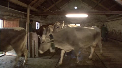 Cows Leaving Shed 5 스톡 동영상 7748359