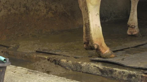 A cow's leg in a stable surrounded by small insects Stock Footage 231363253