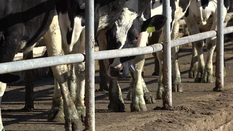 Cows' legs close-up Stock Footage 178037118