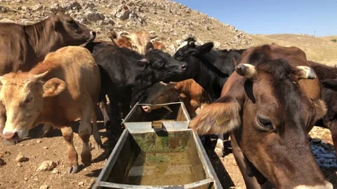 Cows licking each other and drinking water from can Stock Footage 137239357