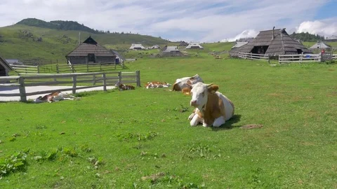 Cows lie on green meadow taking a break from grazing Stock Footage 78175375