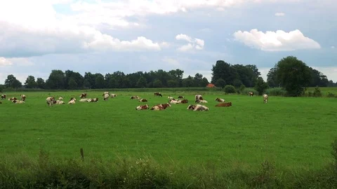 Cows lie or stand in a pasture in a rural area, a forest and the cloudy gray sky Stock-Footage 73966253