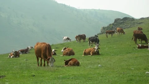 Cows lie resting and chewing grass Stock Footage 170431800