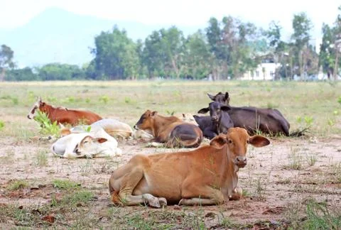 Cows lieing on the field Stock Photos
