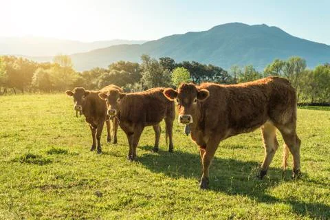 Cows limousin brown Stock Photos