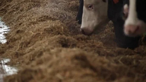 Cows in line to eat Stock Footage 69187755