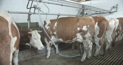 Cows line in stable during milking on da... | Stock Video | Pond5