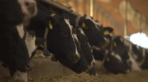 Cows linin up at the feeder 4K Stock Footage 57309019