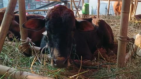 Cows that live in a cowshed. Stock Photos