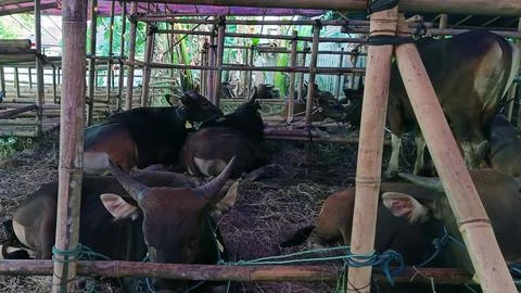 Cows that live in a cowshed. Foto stock