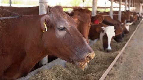 Cows on a livestock farm eat grass. Dairy factory. Stock Footage 198009845